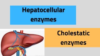 Liver enzymes ALTASTALPGGT5’ nucleotidase [upl. by Atteyek]