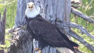 Ketchikan The Bering Sea Crab Fishermens Tour [upl. by Enra]