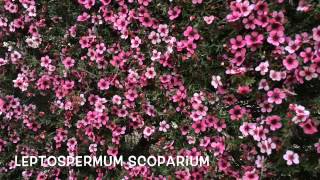 Leptospermum scoparium Garden Center online Costa Brava  Girona [upl. by Jonette]