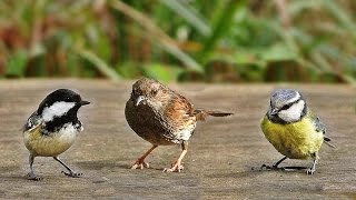 Sons doiseaux de la forêt [upl. by Naor]