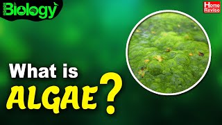 What Is Algae  Types of Algae  Biology  Home Revise [upl. by Silrak36]