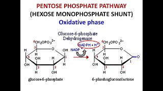 Hexose Monophosphate Shunt HMP Shunt Overview Pathway and its significance [upl. by Amelia]