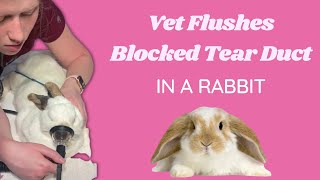 Veterinarian flushes blocked nasolacrimal tear duct in a rabbit  dacrocystitis treatment [upl. by Animaj]