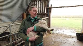 HalfTerm Lambs and lots more  Studley Grange TV [upl. by Nehcterg584]