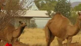 Raw Video Australia Begins Cull of Camels [upl. by Lak]