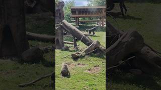 Baboons are walking about baboons animal animals toronto trending viral shortsviral vlog [upl. by Carisa]