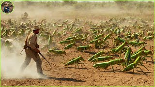 How Do Hunters And Farmers Deal With Millions Of Wild Boars Grasshopper kangaroo Collection 6 [upl. by Leahcimnaes]