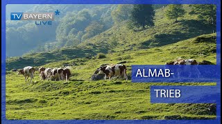 Almabtrieb in Franken [upl. by Sucrad]