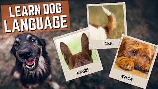 DOG BODY LANGUAGE  Is Your Dog Trying to Tell You Something Find Out Now [upl. by Aihsemek103]