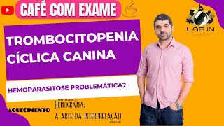 CAFÉ COM EXAME EP08 Trombocitopenia cíclica canina [upl. by Anhej]