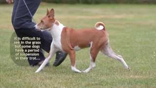 The Basenji Trot 3 [upl. by Akvir]