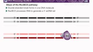 Homologous Recombination Part 1 [upl. by Mannes]