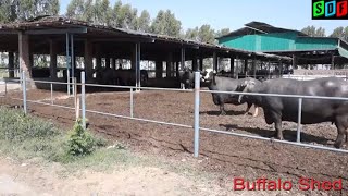 Assal Dairy Farm  Buffalo video Part  1 [upl. by Elatnahc]