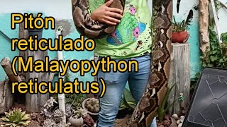 Serpiente gigante pitón reticulado Malayopython reticulatus [upl. by Merc]