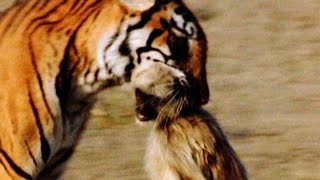 Tiger vs Monkey [upl. by Iohk501]