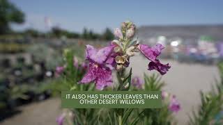 Chilopsis Desert Willow Bubba with August  Belmont Nursery Fresno CA [upl. by Anahs]