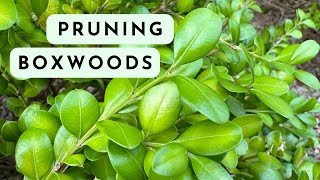 How to Prune Overgrown Boxwoods with Closeup Examples [upl. by Llewoh815]