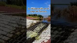 La recuperación del Lago de Texcoco naturaleza [upl. by Barnaba704]