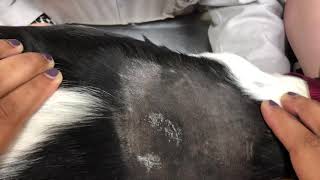 Placement of FreeStyle Libre Sensor on a Dog [upl. by Anerok]