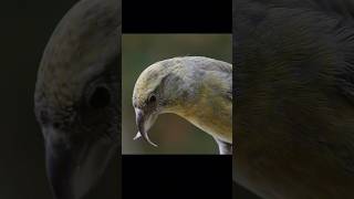 Burung paruh silang yang unik  Crossbill hewan [upl. by Amabil]