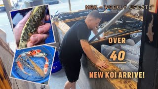 NINE Boxes of Koi Delivered  Processed  My Boys Koi  Weekly Update  koi fish [upl. by Cyrus]