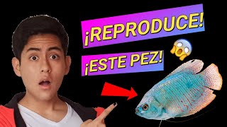 👉🐠 como REPRODUCIR al pez GURAMI 【NUEVO MÉTODO de 2020 ⚡】 [upl. by Delaney432]