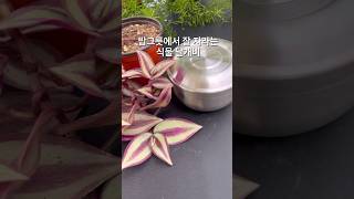 이런 그릇에 이런 느낌이 달개비홀릭 Tradescantia zebrina [upl. by Eniluap115]