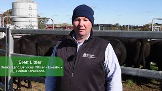 Central Tablelands LLS  Planning Ahead With Cattle [upl. by Naedan283]