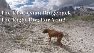 The Rhodesian Ridgeback  The Right Dog For You [upl. by Aek376]