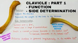 CLAVICLE  PART 1  BONES ANATOMY [upl. by Stan]