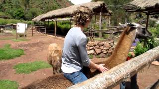 Ride a llama in Peru [upl. by Lange]