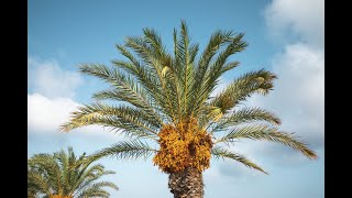 DATE PALM in the Kingdom of Saudi Arabia [upl. by Leatrice]