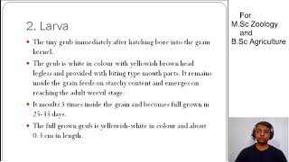 Life History and Control Measures of Sitophilus oryzae [upl. by Orabla]