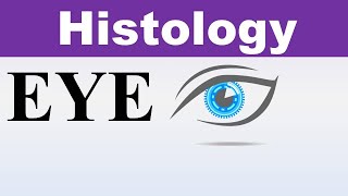 Inderbir Singh Histology Chp21  Histology of EYE  Special Senses  Dr Asif Lectures [upl. by Eenobe193]