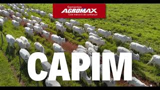 Sementes Agromax Aumente os lucros na sua Fazenda com a melhor Sementes de Capim da safra 2024 [upl. by Jacobson]