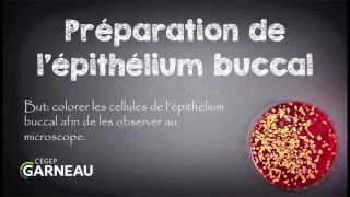 Préparation de lépithélium buccal pour observation au microscope [upl. by Orelie]