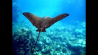 Snorkeling from Cahuita amp Puerto Viejo [upl. by Issi159]