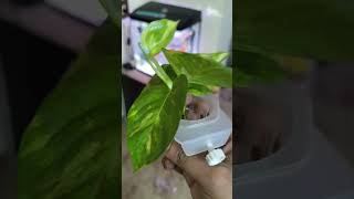 DIY Aquascape Ideas for Betta Fish Aquariums  Betta Fish tank setup ideas ytshorts bettafish [upl. by Cas]