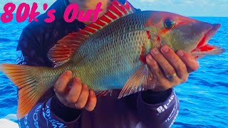 Reef Fishing Great Barrier Reef  1770 Fishing Trip PART 1 [upl. by Gordon504]