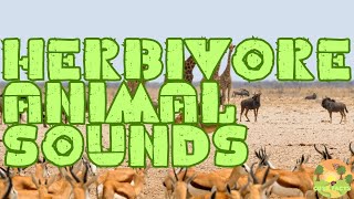 Herbivore Animal Sounds and Facts  Cute Facts [upl. by Sidnarb]