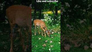 The Deer Whisperer Spotless fawn and racoon photo bomber [upl. by Joni246]