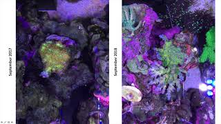 Forget what you know about nitrates and phosphates in reef tanks [upl. by Ecyak98]