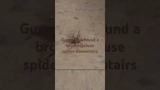 Guys just found a brown recluse spider downstairs and its big [upl. by Paulette]