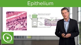 Epithelium – Histology  Lecturio [upl. by Falk]