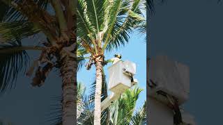 Trimming coconut palms coconut nature hawaiianparadise [upl. by Torosian365]