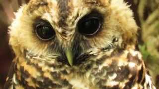 Rufousbanded Owl Ciccaba albitarsis Putumayo Colombia [upl. by Loretta]