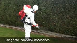 Controlling Conifer Mite With Progreen [upl. by Sirk770]