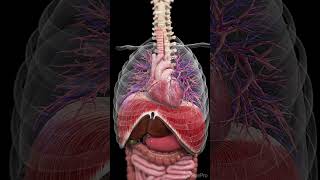 How Your Body Moves Inside From Heartbeats to Digestion medical anatomy science [upl. by Ecienal]