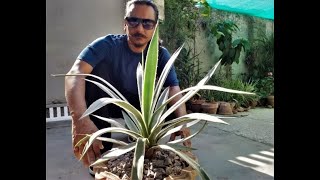 How to grow plant amp care for AGAVE ANGUSTIFOLIA  agave vivipara  variegated Caribbean agave [upl. by Tteraj]