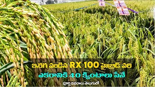 Paddy Variety RX 100  rx 100 paddy seeds telugu  Rx 100 Hybrid Paddy  Agriculture [upl. by Culliton634]